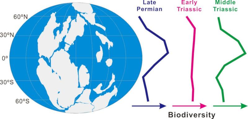  Globale Verteilung der biologischen Vielfalt vom Oberperm bis zum Mitteltrias. 