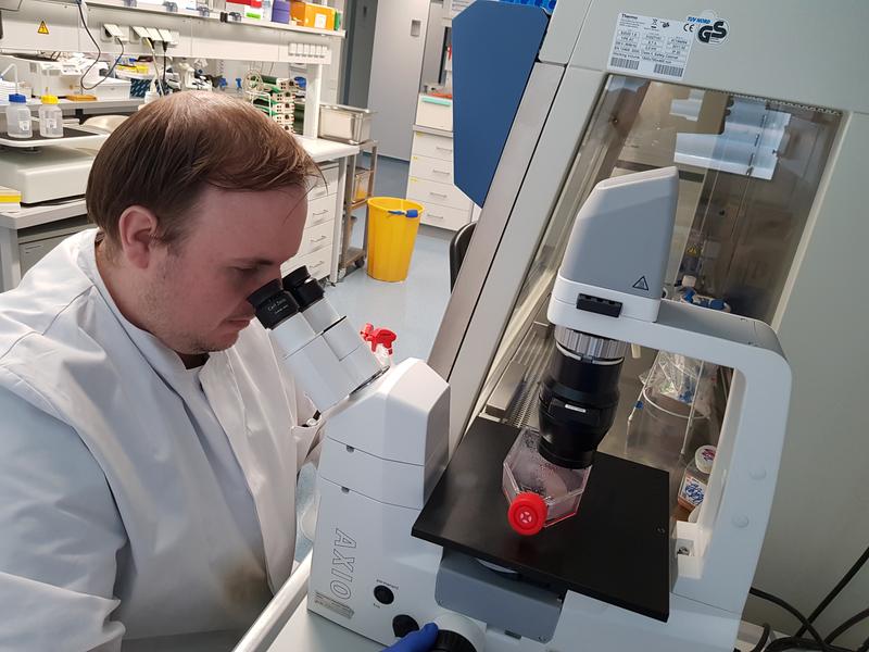 Dr. Markus Hoffmann examines a cell culture under the microscope.