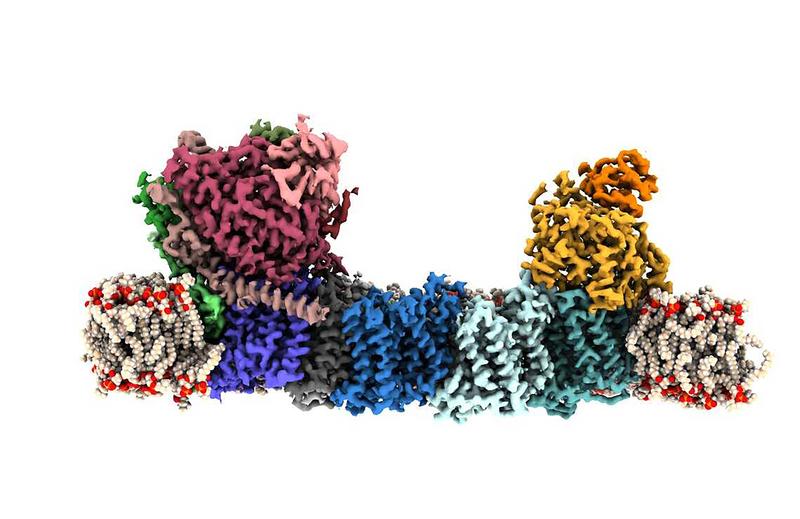 Eine neue Emmy Noether-Nachwuchsgruppe an der Universität Marburg will den Mechanismus von cyanobakteriellen membranständigen Kohlensäureanhydrasen verstehen.