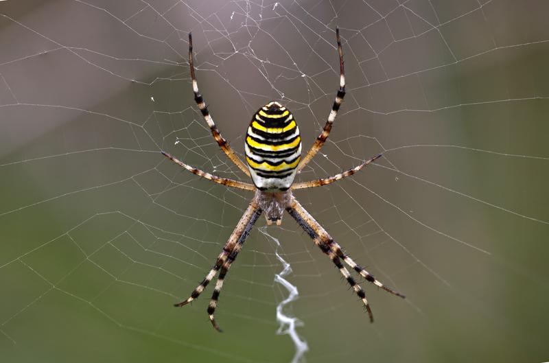 Ein Gießener Wissenschaftlerteam hat erstmalig den Giftcocktail der einheimischen Wespenspinne Argiope bruennichi entschlüsselt. 