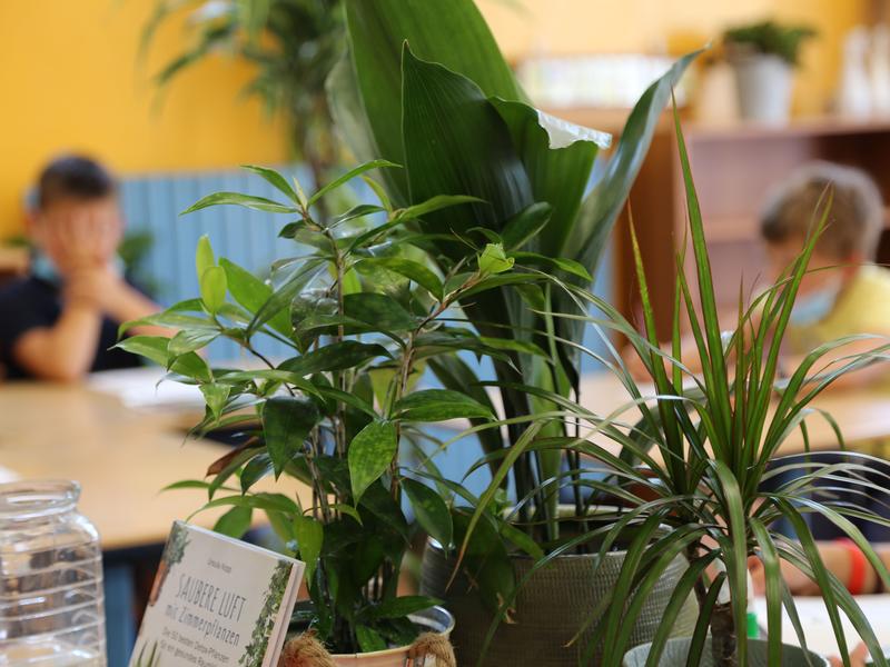Schulräume mit Pflanzen gestalten, um Sicherheit und Wohlgefühl zu erreichen. 