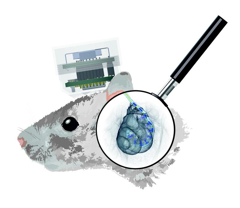 Image: Optical cochlear implant in the cochlea of a rat. 