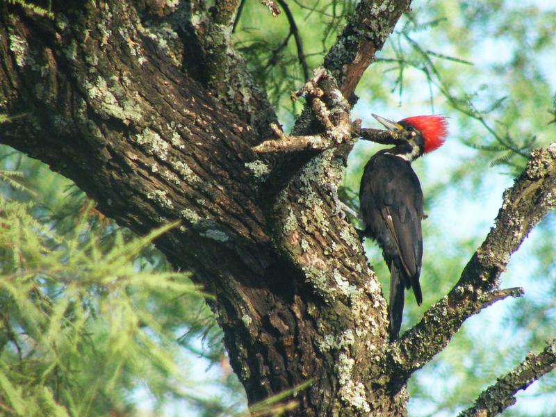 A black-bodied woodpecker in the Gran Chaco forest 