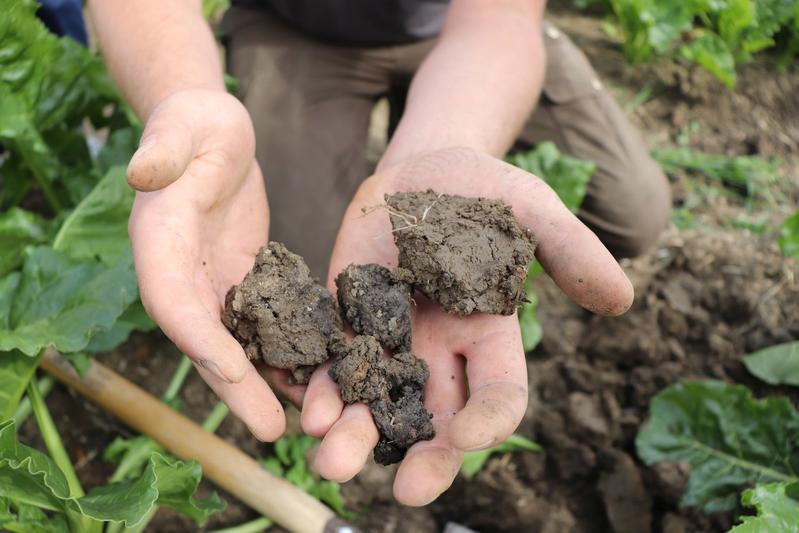 A joint view down to the last detail - many factors must be taken into account to successfully combat weeds with the laser – for example the soil properties of the agricultural areas.