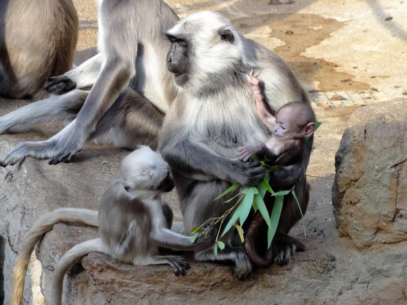 Parents have to invest a lot of time and energy until their offspring are independent - like this Hanuman langur mother with her offspring.
