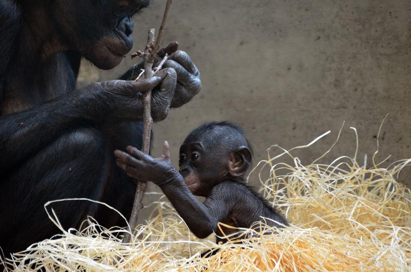 Great apes like these bonobos have big brains like humans and can therefore learn very skillful dexterity.