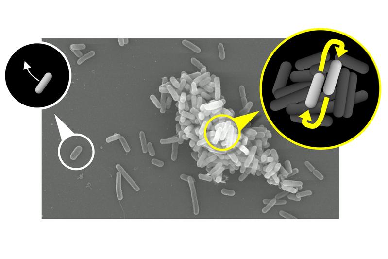 Positive feedbacks favour cooperative bacteria, which are part of a multicellular group (right). In contrast, individual bacterial cells that try to help others (left) do not benefit.