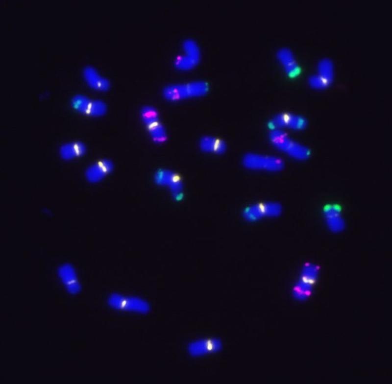 Mais Metaphase-Chromosomen nach Fluoreszenz-in-situ-Hybridisierung (FISH) 