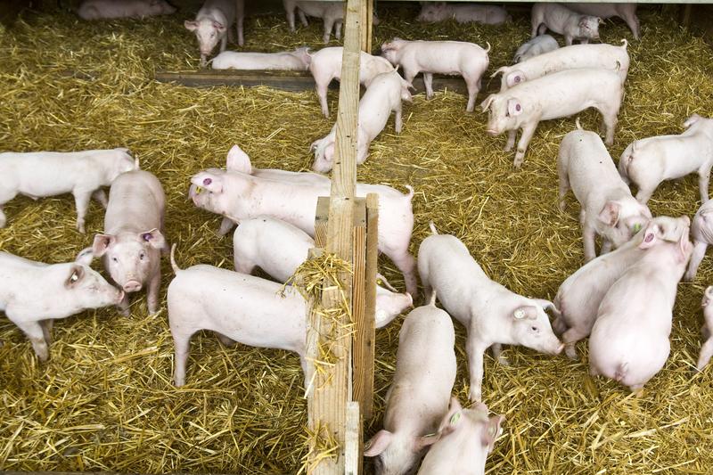 Young domestic pigs in the stable