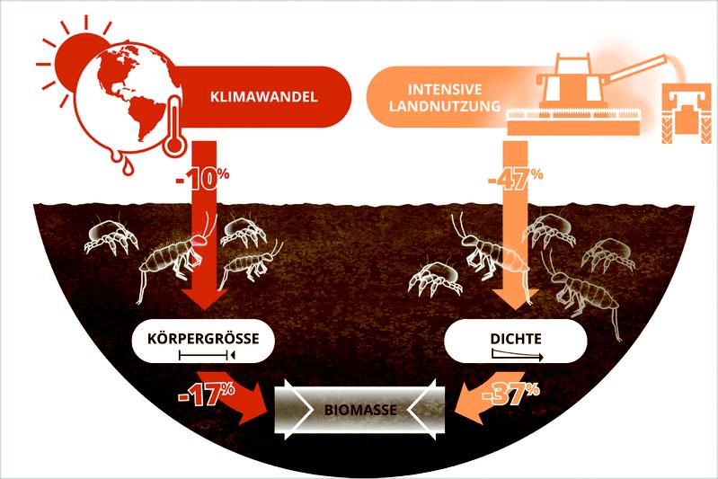 Klimawandel und Landnutzung reduzieren die Biomasse der Bodentiere über unterschiedliche Pfade: Das veränderte Klima reduziert die Körpergröße und die Bewirtschaftung die Häufigkeit.