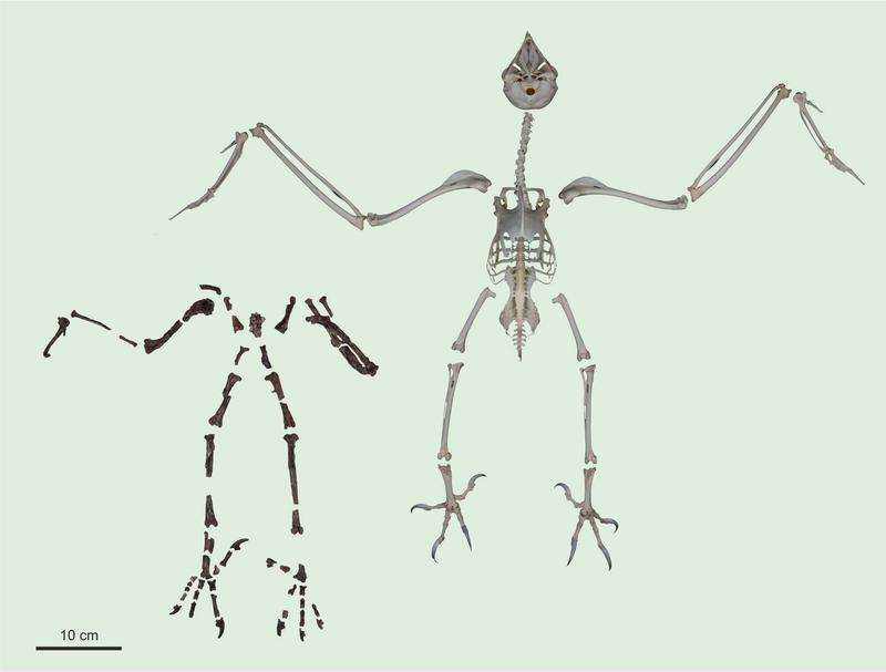 Das Skelett der fossilen Eule (Primoptynx poliotauros) neben dem einer heutigen Schneeeule (Nyctea scandiaca). 