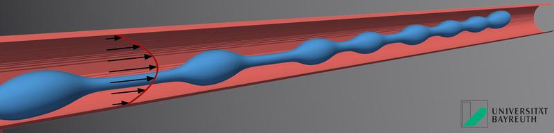 Individual droplets are formed from an elongated finger-shaped cell (blue) in the blood flow. Each droplet develops into a blood platelet. 