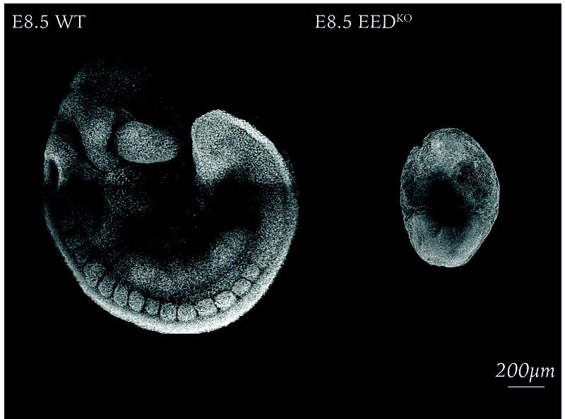 Links: Normale Entwicklung eines acht Tage alten Mausembryos. Rechts: Ohne den epigenetischen Regulator PRC2 werden zahlreiche Zellarten nicht oder in falscher Menge gebildet. 