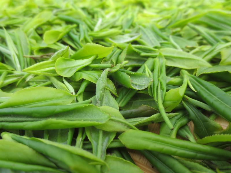 Freshly picked tea. The Chinese-German research team analysed more than 200 different varieties and identified their gene variants.