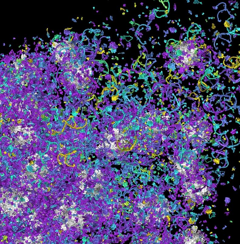 Snapshot of protein mobility in the synapse. 