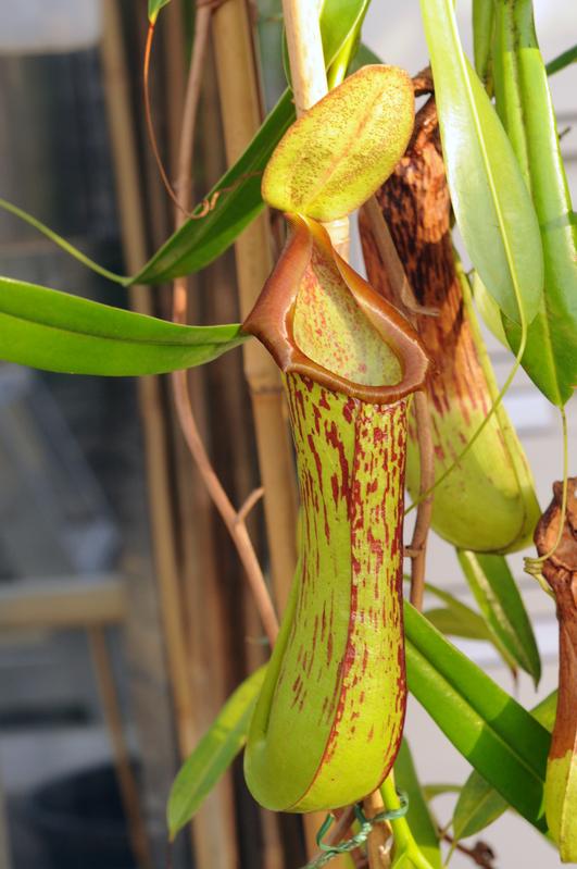 The pitcher plant Nepenthes biak, a terrestrial climber that is endemic to limestone coastal cliffs in the lowland evergreen forest zone of Biak island in Indonesian New Guinea. 