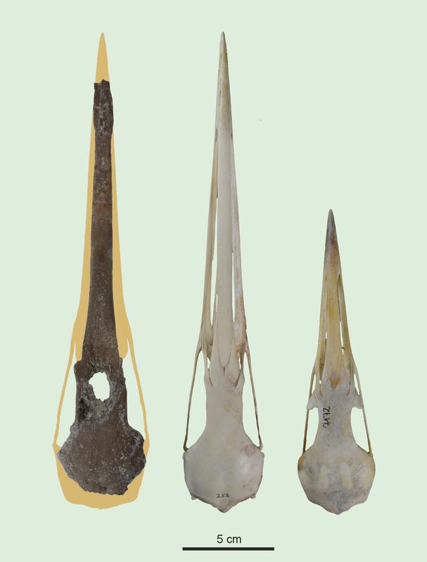 Der Schädel des Kranichs aus der Fossilfundstelle Hammerschmiede (links) im Vergleich mit dem heutigen Sibirischen Kranich (Mitte) und dem in Deutschland heimischen Eurasischen Kranich (rechts), welcher einen deutlich kürzeren Schnabel besitzt.