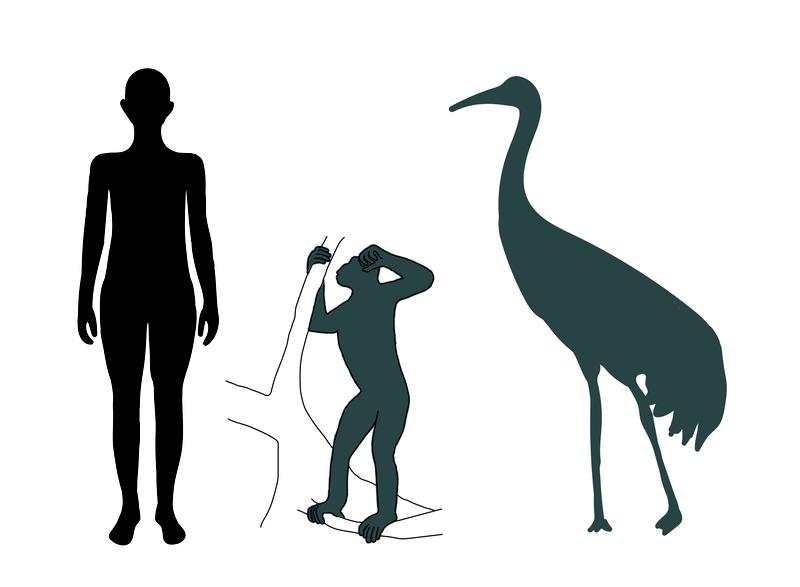 Comparison of the silhouettes of a modern man (height 175 cm) with Danuvius gug-genmosi (the male individual 'Udo') and the giant crane from the Hammerschmiede fossil site in southern Bavaria.