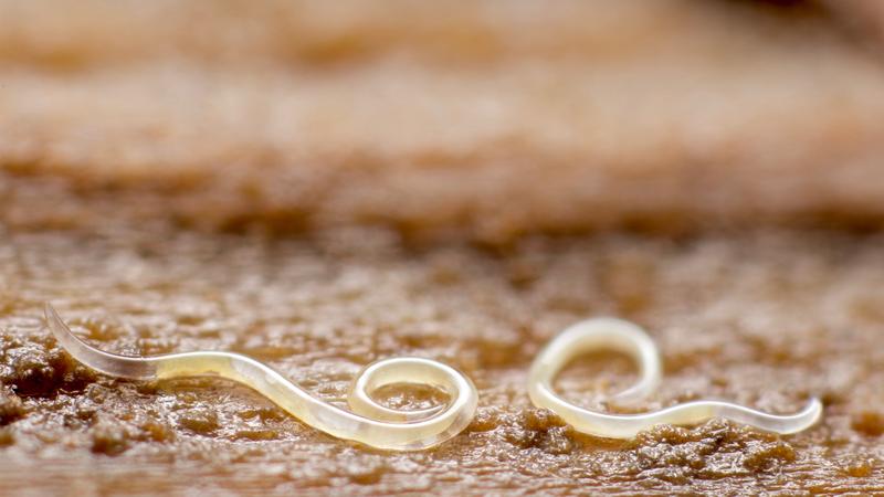 Nematodes are very small, microscopic worms that can be found in soils almost all over the world. 