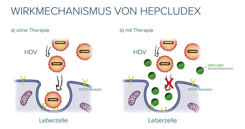 Wirkmechanismus von Hepcludex