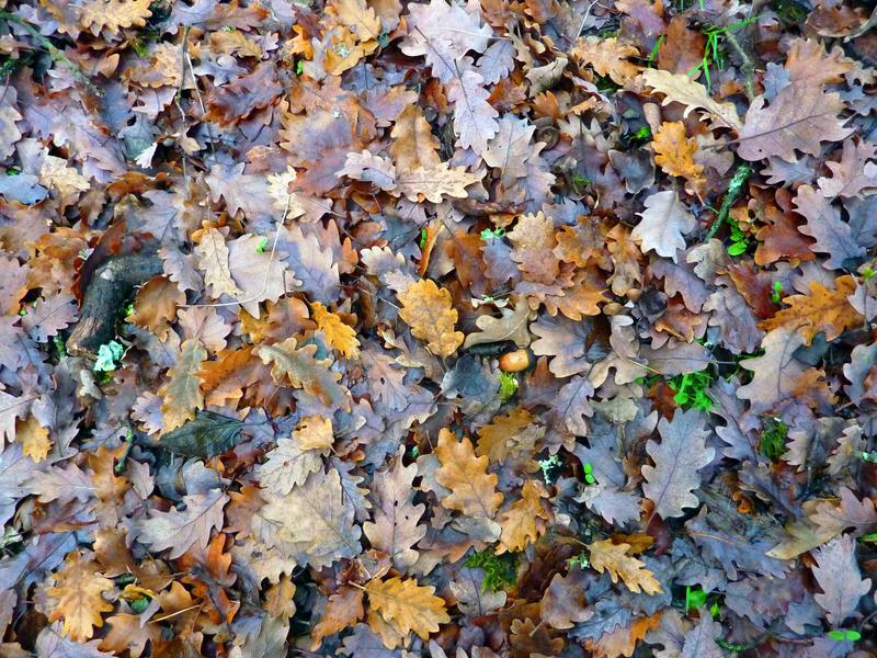 Biodiversity loss has detrimental effects on ecosystem processes. Soil chemicals decimate plant decomposers, which inhibits their ecosystem function. This interrupts the nutrient cycle, for instance.