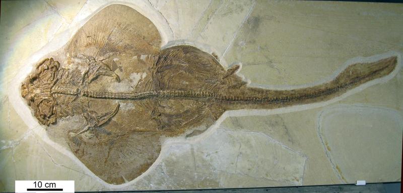 Vollständiges Skelett eines fossilen Meerengels (Pseudorhina acanthoderma; SMNS 86214/41) aus dem Oberjura (ca. 155 Millionen Jahre) der Nusplinger Plattenkalke in Baden-Württemberg (SW-Deutschland).