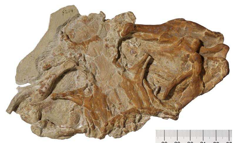 Schädel eines fossilen Meerengels (Pseudorhina acanthoderma; GPIT 8214) aus dem Oberjura (ca. 155 Millionen Jahre) der Nusplinger Plattenkalke in Baden-Württemberg (SW-Deutschland)