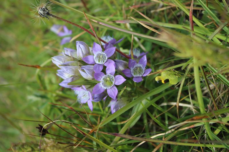 Not only known to alpine friends: the "German" gentian (Gentiana germanica). 