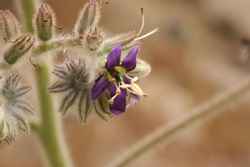 Wigandia caracasana belongs to the Borage order, whose exact position in the family tree the present study was able to clarify. 