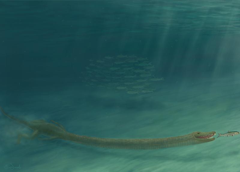 The neck of "Tanystropheus" was three times as long as its torso, but had only thirteen extremely elongated vertebrae.