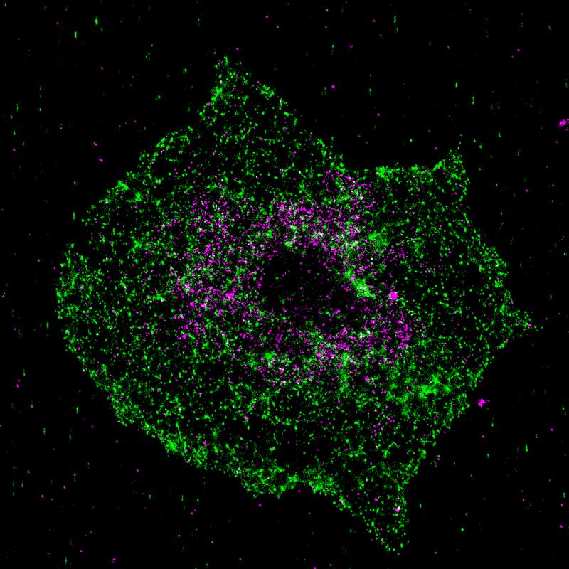 Bild: Aufklärung der Kolokalisierung von BIN2 (grün) und STIM1 (magenta) mit Hilfe von superhochauflösender Fluoreszenzmikroskopie (dSTORM) im aktivierten Blutplättchen. 