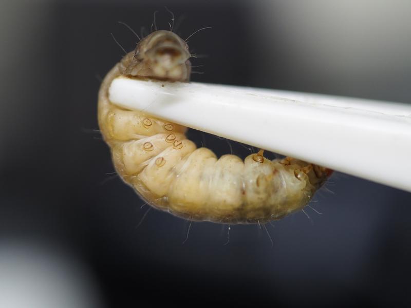 Caterpillar of the wax moth Galleria melonella