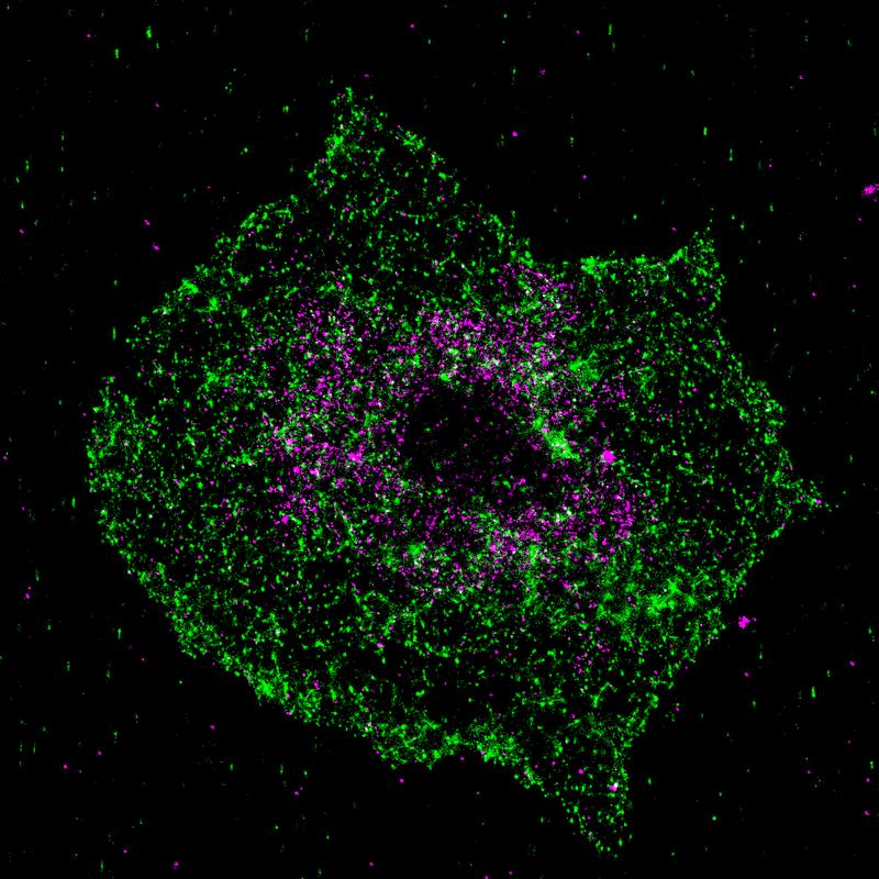 Figure: Colocalization of BIN2 (green) and STIM1 (magenta) using super high-resolution fluorescence microscopy (dSTORM) in activated platelets.