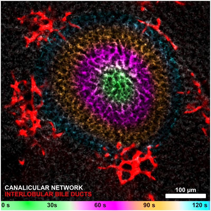 A diagnostic substance spreads symmetrically in all directions in the bile canaliculi of a mouse. The different colours illustrate the diffusion process over time (from green to blue). The larger bile ducts are shown in red. 