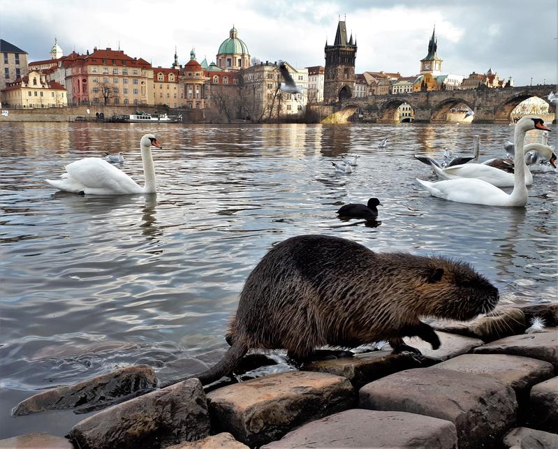 Nutrias fühlen sich auch vielerorts in Städten wohl – wie etwa hier neben der hochfrequentierten Karlsbrücke in Prag, wo sie zusammen mit den Wasservögeln reichlich gefüttert werden.