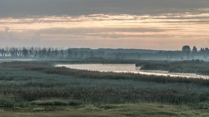 Moor am Fluss in Mecklenburg-Vorpommern 