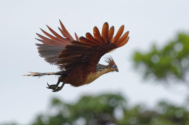 The hoatzin had a last common ancestor with the Caprimulgiformes (nightjar, sailors, hummingbirds) about 64 million years ago