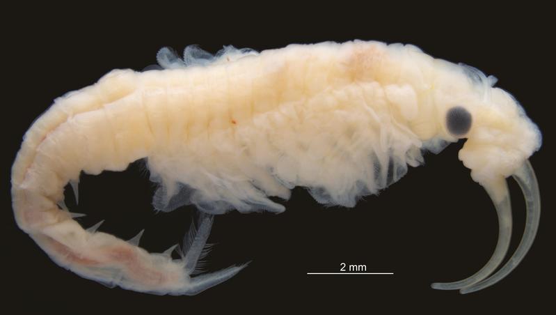 Phallocryptus fahimii - the new freshwater crustacean