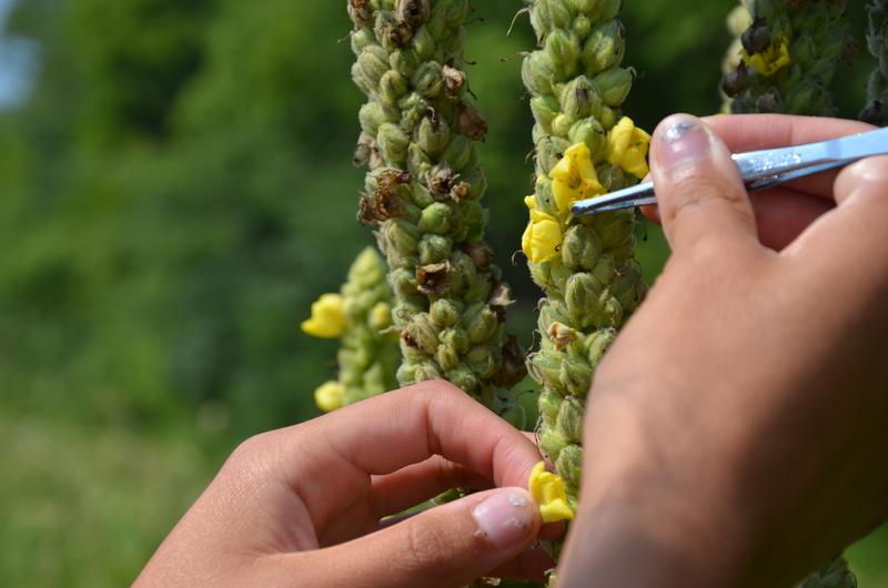 A pollen supplementation experiment where a naturally pollinated flower is compared to a hand-supplemented flower.