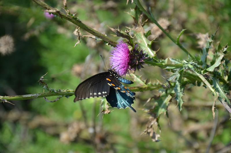 Pipevine Swallowtail (Battus philenor) on a Musk thistle (Carduus nutans).