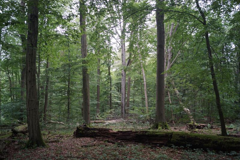 The contribution to climate protection made by unused and biomass-rich forests with intact soils - as here in the Hainich National Park - is greater than that made by forestry