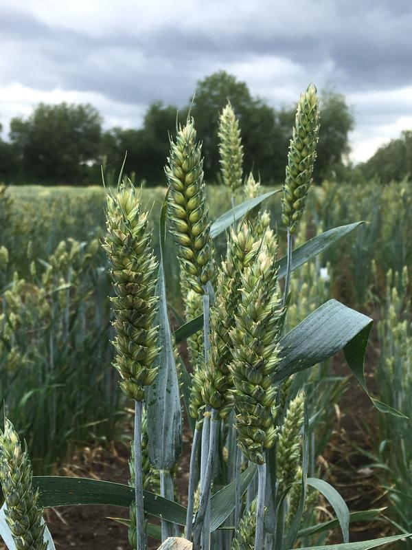 Wheat is one of the most important crops