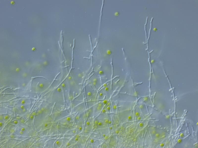 The microscopic image shows the green algae Chlamydomonas reinhardtii (green) and the fungus Aspergillus nidulans (filamentous).