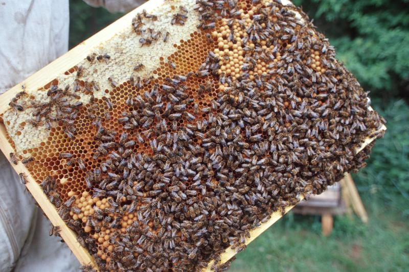 Schwarmphase der Honigbienen