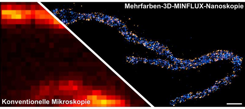 Zwei Proteine in der inneren Mitochondrienmembran sind angefärbt: Eine Untereinheit des MICOS-Komplexes leuchtet in orange, eine Untereinheit der ATP-Synthase leuchtet blau. Der Größenbalken entspricht 500 Nanometern.