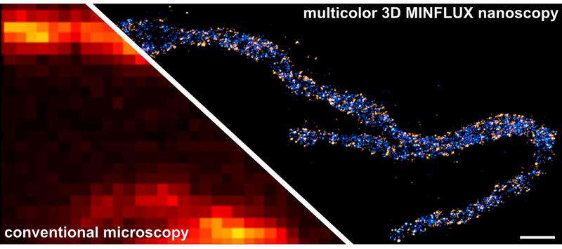 Two proteins in the inner mitochondrial membrane are stained: A subunit of the MICOS complex, is colored in orange, a subunit of the mitochondrial ATP synthase (ATPB), is colored in blue. The scale bar has a length of 500 nanometers.