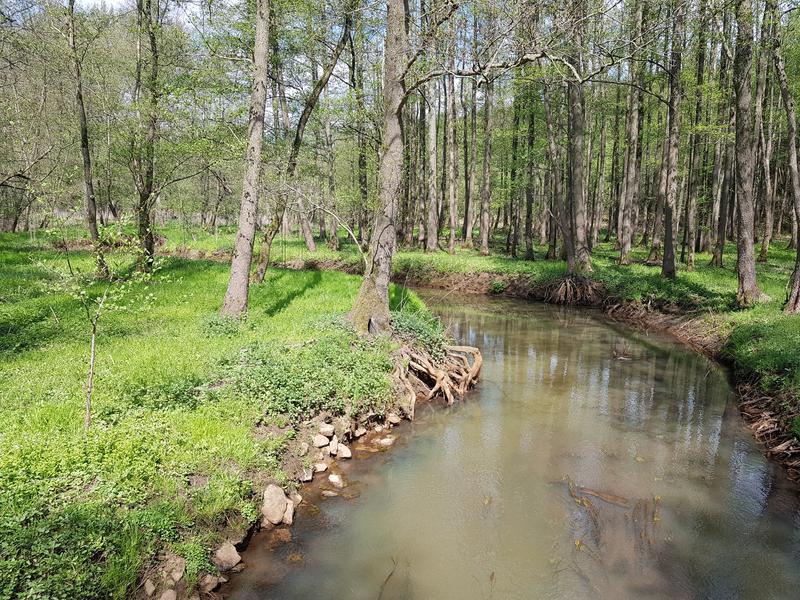 The study by Hillebrand and co-authors warns that the reaction of natural ecosystems (here: a floodplain forest in Lower Saxony) to minor environmental change should not be underestimated.