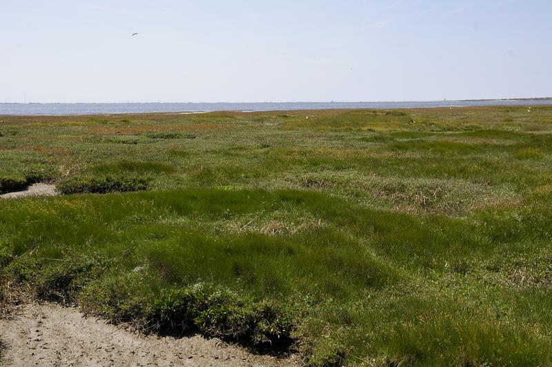 The salt marshes in the Wadden Sea are among the most diverse ecosystems.