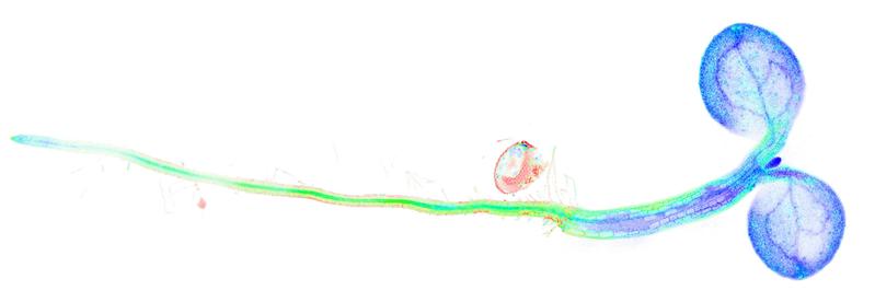 Junger Keimling der Ackerschmalwand (Arabidopsis thaliana) der in seinen Zellen den fluoreszenten Biosensor trägt. Die Falschfarbenabbildung stellt den Redoxzustand des NAD Pools in den Zellen und Geweben dar. Regenbogenskala von blau (oxidierter NAD Pool)