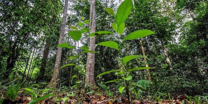 Einst fast dem Erdboden gleichgemacht, jetzt wieder reicher Regenwald: Seit fast 25 Jahren begleiten Forscher die Entwicklung eines wiederhergestellten Waldgebietes bei Sabah in Borneo.